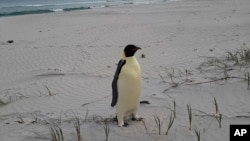 Australia Emperor Penguin