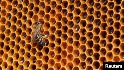 FILE - A bee sits on a honeycomb from a beehive.