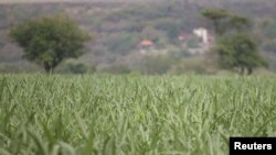 A sugar cane field is pictured in Zacatepec de Hidalgo, in Morelos state, Mexico, May 31, 2017.