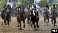 Shackleford conducido por Jesús Castanón en azul y blanco, defiende la primera posición en los últimos metros ante el ataque de Animal Kingdom en la definión de la edución 136 del Preakness Stakes.