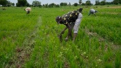 Farmers predict harvest