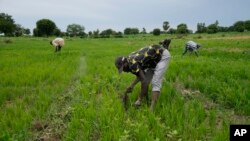 File - Workers remove weeds from a rice farm outside Kano, Nigeria on July 14, 2023.