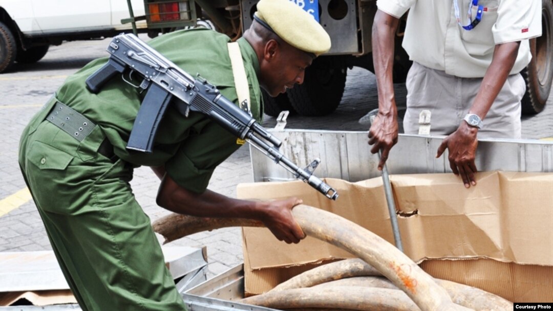 Some of the 2 tons of elephant ivory seized in Interpol’s Operation Worthy. (Kenyan Wildlife Service 2012)