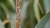 Stem rust