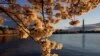Cherry Blossom Festival