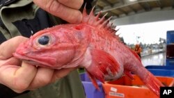  In this Dec. 11, 2019 photo, Kevin Dunn, who fishes off the coasts of Oregon and Washington, holds a rockfish at a processing facility in Warrenton, Oregon. (AP Photo/Gillian Flaccus) 