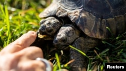 La tortuga de dos cabezas Janus celebra su 25 cumpleaños en Ginebra. REUTERS/Pierre Albouy