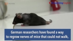 German Scientists Make Mice Walk Again
