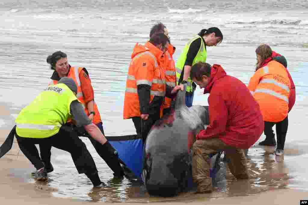 This handout photo taken by Brodie Weeding from The Advocate, Sept. 22, 2020, shows rescuers working to save a pod of whales stranded on a beach in Macquarie Harbor on the rugged west coast of Tasmania, Australia.