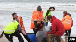 This handout photo taken by Brodie Weeding from The Advocate, Sept. 22, 2020, shows rescuers working to save a pod of whales stranded on a beach in Macquarie Harbor on the rugged west coast of Tasmania, Australia.