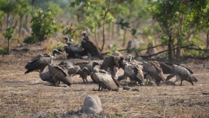 Vulture Watch System Informs Zambian Park of Poisonings