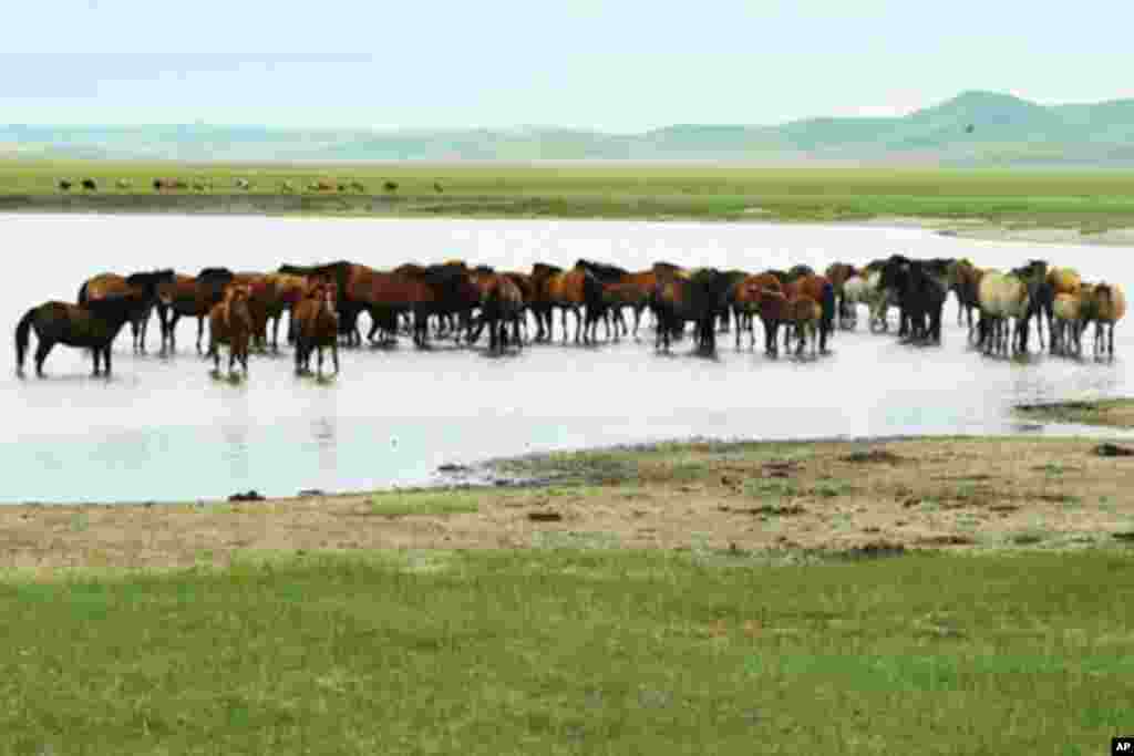 内蒙古锡林郭勒大草原