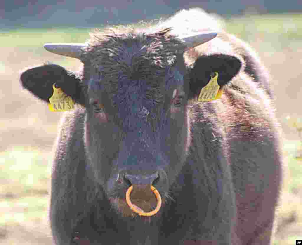 Cattle have been left to forage on their own for the past month, Namie, Fukushima Pref., Japan, March 12 2011 (VOA - S. L. Herman)