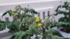 Scientists Harvest First Vegetables in Antarctic Greenhouse