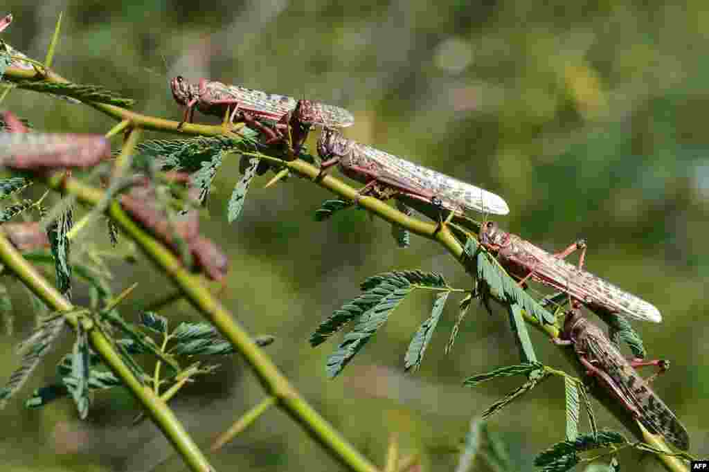 Locusts sit in trees near Miyal village in Banaskantha district, some 250 km from Ahmedabad, India, in what some experts are calling the worst such attack in 25 years.