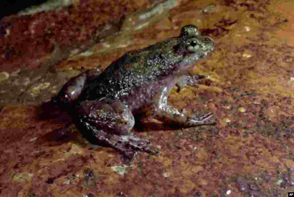 The female Gastic Brooding frog swallows her eggs, raises tadpoles in her stomach and gives birth to froglets through her mouth.