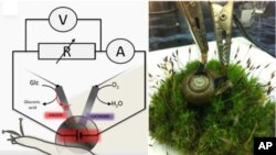 Snail experiment at Laboratory of Professor Katz, Clarkson University
