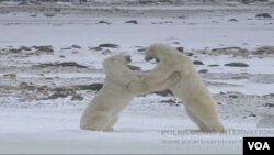 Polarni medvjedi bi mogli uskoro izumrijeti