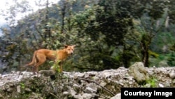 A highland wild dog is seen in mountains of Papua province, Indonesia, near the Grasberg Gold Mine (Photo Courtesy of the New Guinea Highland Wild Dog Foundation)