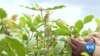 Some Kenyan Farmers Growing Herbal Stimulant Instead of Food Crops