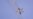 Militer Irak Rilis Video Helikopter Membom Posisi ISIS di Mosul