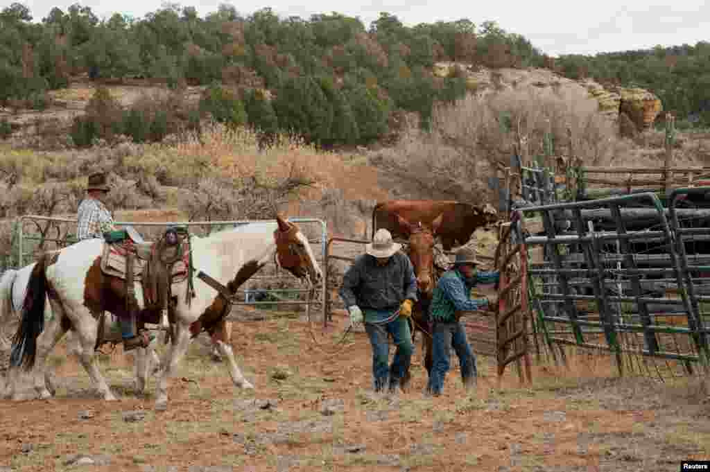 Para peternak menutup gerbang setelah mengumpulkan ternaknya dekat Monticello, Utah, 31 Oktober 2017.