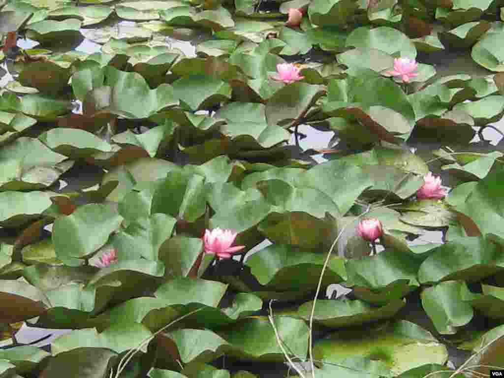 Kongre 15000 dolar ödeyerek aldığı Shaw'a ait arazi, parklar idaresine verilir ve herkesin parasız olarak ziyaret edebileceği bir ulusal park haline getirilir 