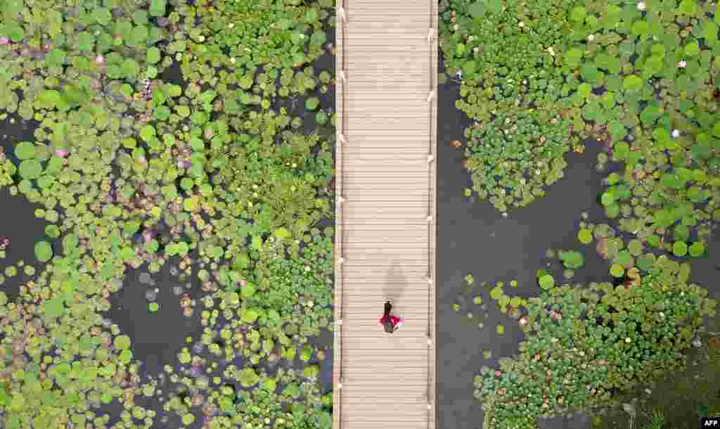 This aerial image shows a visitor (C) viewing lotus plants from a walkway at the Sanwan scenic area next to the ancient canal in Yangzhou, in China&#39;s eastern Jiangsu Province.
