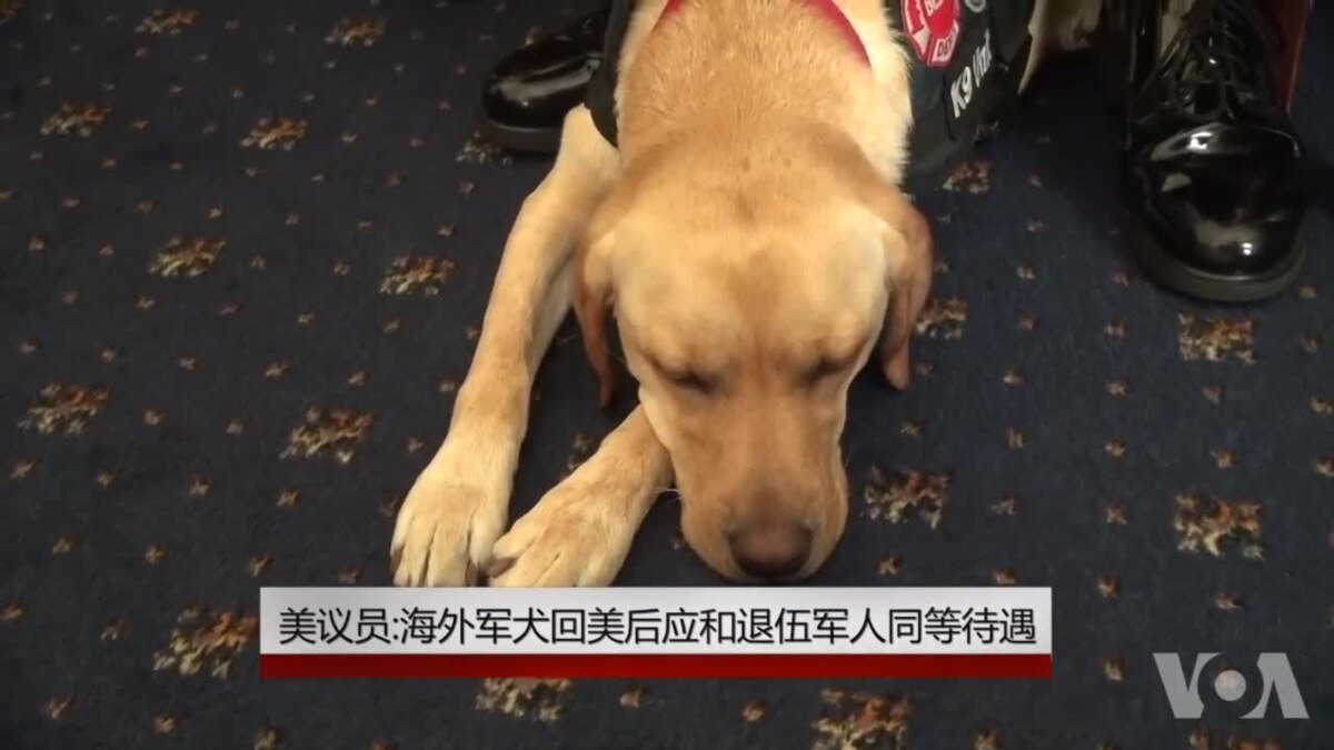 美议员 海外军犬回美后应和退伍军人同等待遇