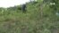 CAMEROON SOIL ANALYSIS APP - USAGM
