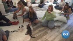 Kitten Lounge Offers Play Time with Kittens and Hopefully Adoptions