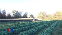 როგორ ეხმარება ვაშინგტონის რესტორანი ადგილობრივ ფერმერს