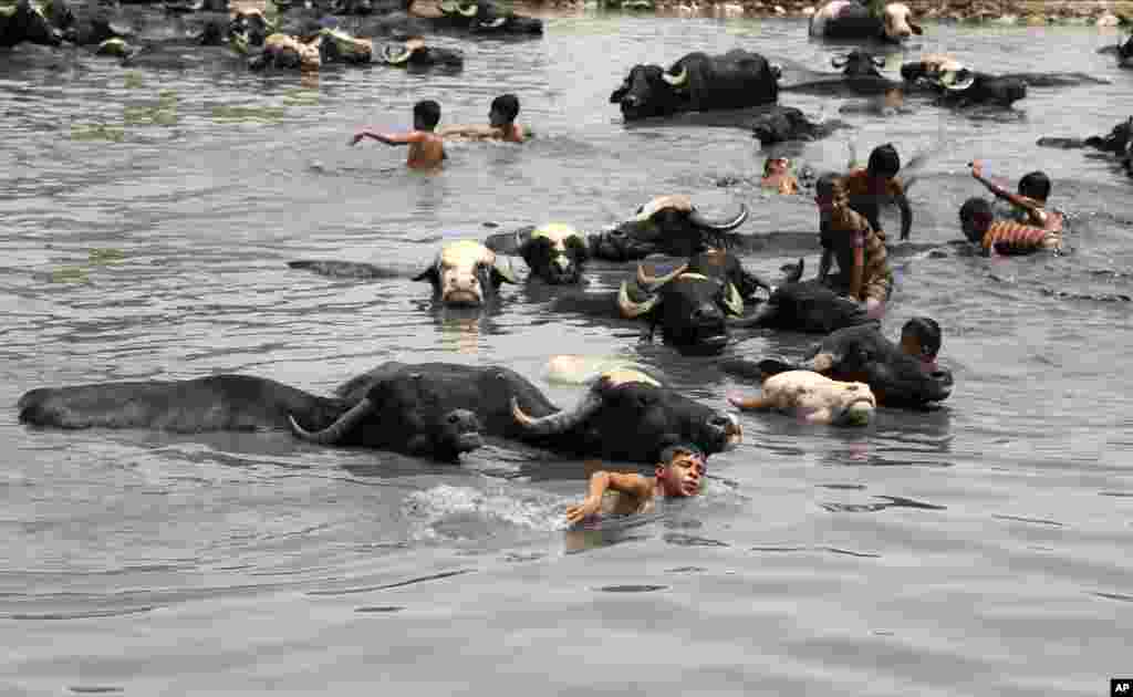 Children swim and wash water buffalos in the Diyala River in Baghdad, Iraq, July 8, 2017.