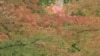 As days grow shorter and nights grow cooler in Boulder, Colorado, the green leaves of summer have been putting on party colors.