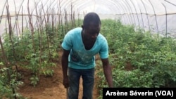 Un jeune agriculteur de Gantsou, à 45 km de Brazzaville, le 12 février 2019. (VOA/Arsène Séverin)