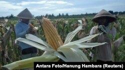 Farmers harvest corn in Purworejo, Indonesia, Jan. 4, 2017. The government decided to import 100,000 tons of corn for cattle feed until the end of the year.