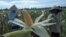 Farmers harvest corn in Purworejo, Indonesia, Jan. 4, 2017. The government decided to import 100,000 tons of corn for cattle feed until the end of the year.