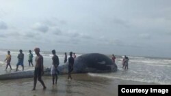 Mandarmani Beach Dead Whale