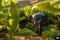 Mehmet Emin Calkan, 19, collects tobacco leaves in a field near Kurudere village, Adiyaman province, southeast Turkey, Wednesday, Sept. 28, 2022. (AP Photo/Emrah Gurel)