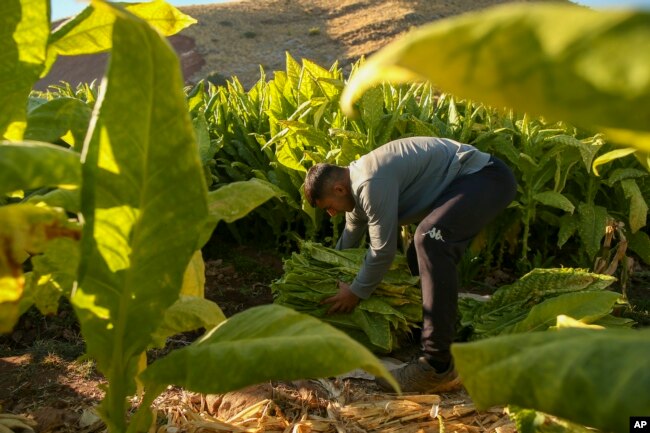 Mehmet Emin Calkan, 19, collects tobacco leaves in a field near Kurudere village, Adiyaman province, southeast Turkey, Wednesday, Sept. 28, 2022. (AP Photo/Emrah Gurel)