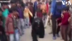 Հնդկաստանի գյուղերից մեկում կապիկներին վախեցնելու նպատակով մի քանի տղամարդ արջի տեսքով հագուտ են կրել