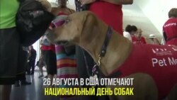 День лучшего друга человека в США