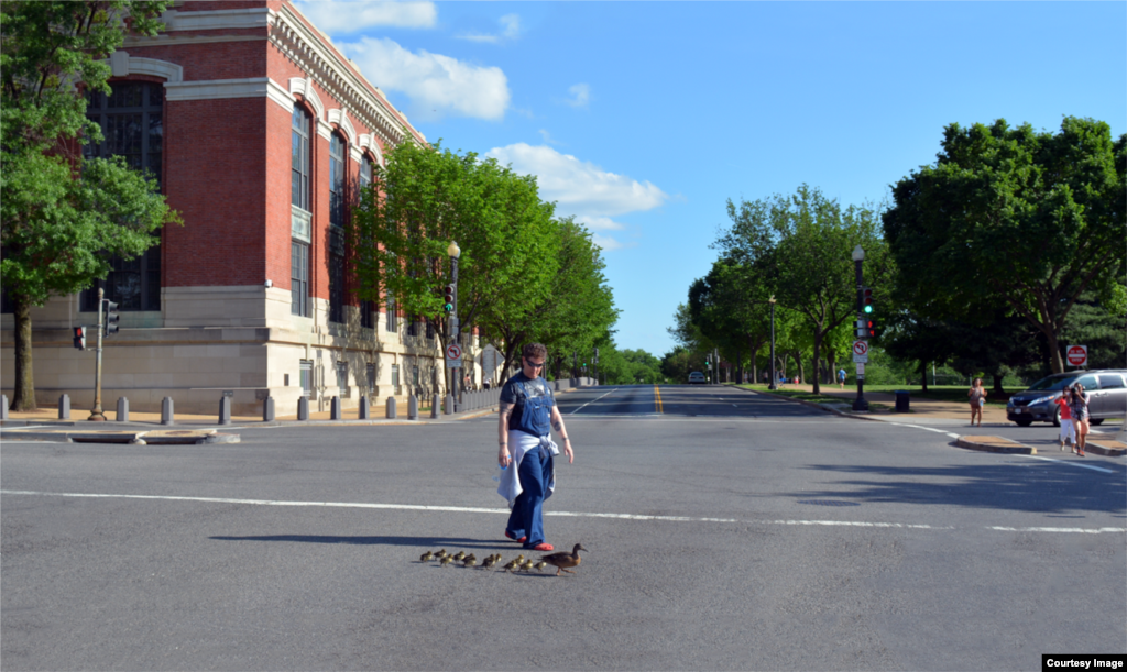 A family of ducks crossing the street near Constitution Ave. in downtown Washington, D.C. (Diaa Bekheet/VOA)