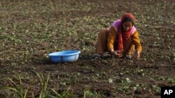 Seorang perempuan Kasmir mengumpulkan kacang berangan dari bagian Danau Wular yang kering di Srinagar, India, 29 Oktober 2016. 