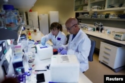 Técnicos preparan muestras de vid para la extracción de ADN en el Instituto de Investigación de la Viña y el Vino (ICVV) en Logroño, España, el 5 de octubre de 2022. (REUTERS/Vincent West)