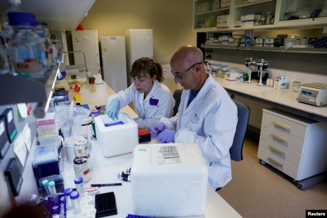 Technicians prepare vine samples for DNA extraction at the Vine and Wine Research Institute (ICVV) in Logrono, Spain, October 5, 2022. (REUTERS/Vincent West)