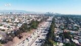 Ученые из Калифорнии обнаружили, что деревья загрязняют воздух Лос-Анджелеса