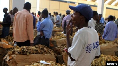 boka tobacco floors Zimbabwe Tobacco Booming, but Farmers Growing It Are Not