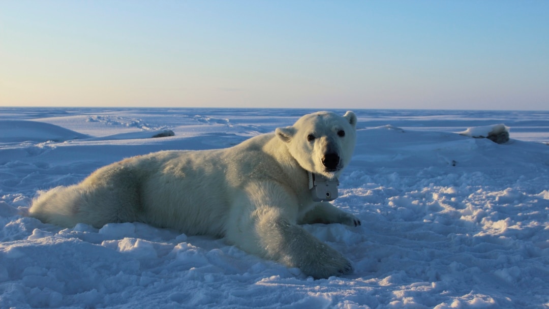 Bear-Cams Show Polar Bears Going Hungry as Arctic Ice Shrinks