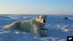 Un ours polaire portant un collier de caméra vidéo GPS repose sur un morceau de glace de mer dans la mer de Beaufort, 15 avril 2015.